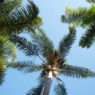 Looking up at palm trees against a clear blue sky, sunlight filtering through the fronds.