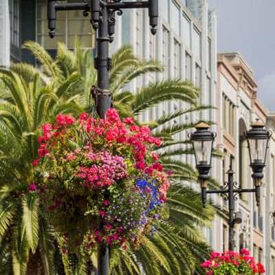 A street scene with flowering hanging baskets, palm trees, and classic lampposts lining a sunny urban avenue.
